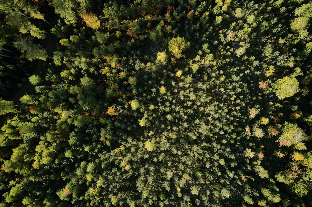 Protection of forest resources